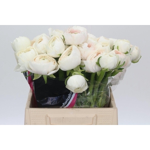 Ranunculus Clooney Hanoi