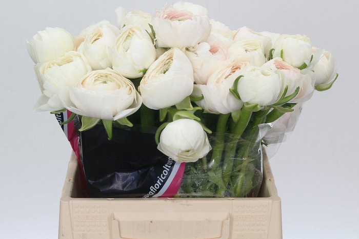 <h4>Ranunculus Clooney Hanoi</h4>
