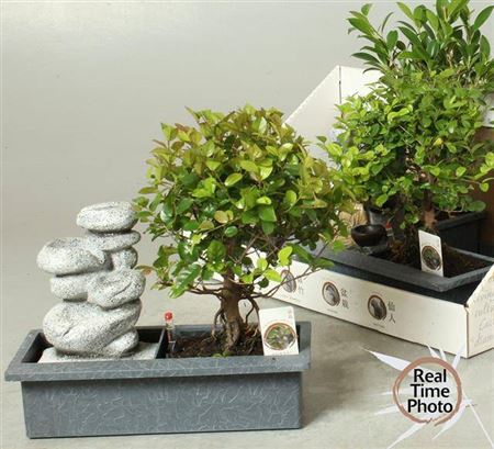<h4>Bonsai Gem Fountain Electric</h4>