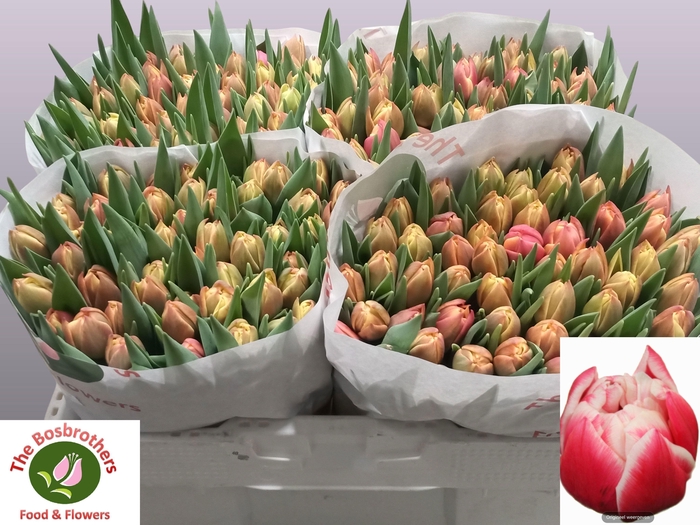 <h4>TU DU COLUMBUS</h4>