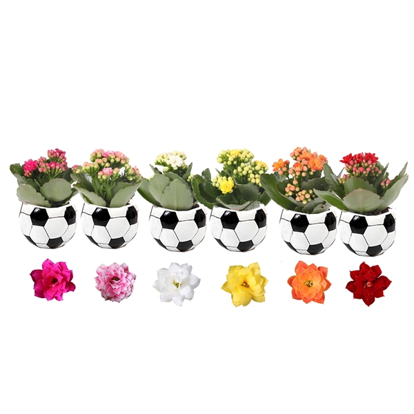 <h4>KP-866.1 - Kalanchoe Rosalina mix 6cm in voetbalpot</h4>