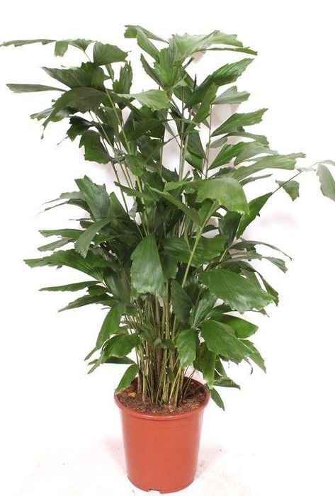 <h4>Caryota mitis</h4>