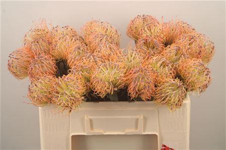 <h4>Leuco Co Spider</h4>