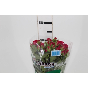 ROSA SPRAY GLORIOUS 040 CM