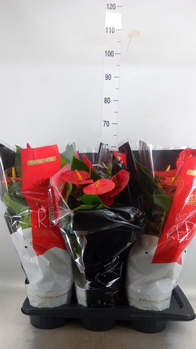 <h4>Anthurium andr. 'Oklahoma'</h4>