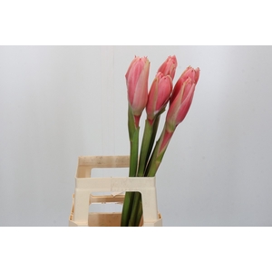 Torch Ginger Pink