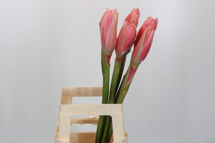 Torch Ginger Pink