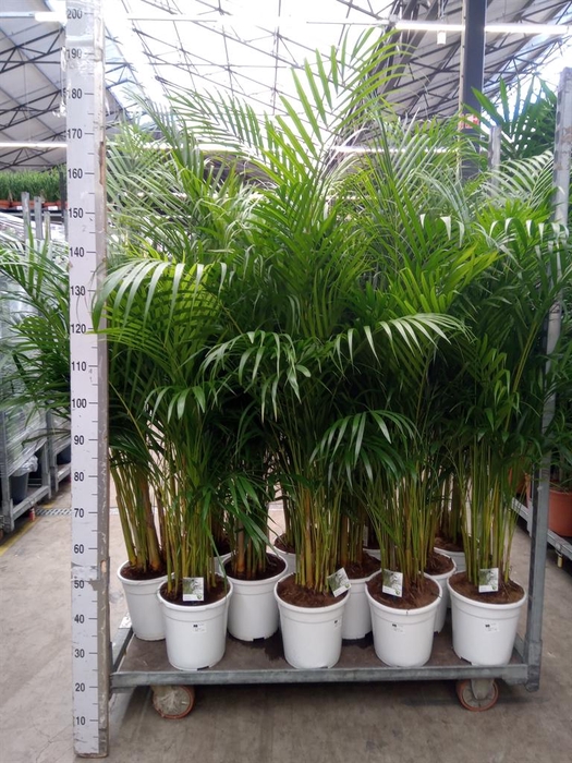 <h4>Dypsis lutescens   ...Chrysalidoca</h4>