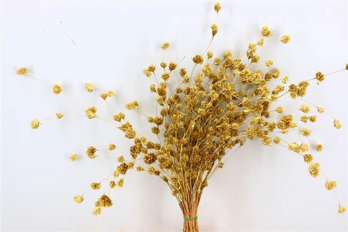 Dried Wheep Bamboo Gold Bunch Slv
