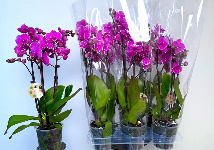 <h4>PHAL OV PAARS</h4>