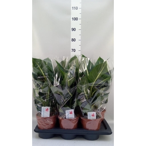Dieffenbachia  'Green Magic'
