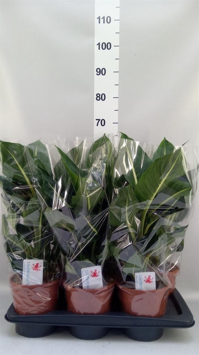<h4>Dieffenbachia  'Green Magic'</h4>