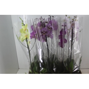 PHALAENOPSIS MIX P12