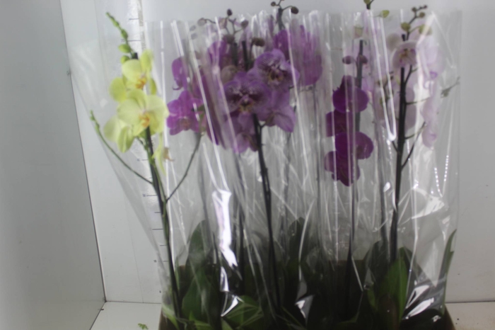 <h4>PHALAENOPSIS MIX P12</h4>
