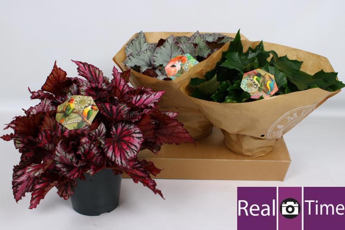 <h4>BEG BEL GEM</h4>