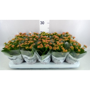 Kalanchoe blos. 'Calandiva Rubio'