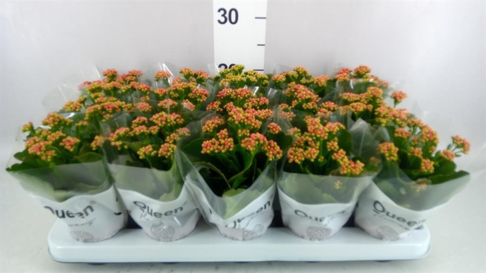 <h4>Kalanchoe blos. 'Calandiva Rubio'</h4>
