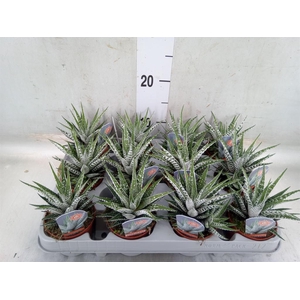 Haworthia fasciata 'Alba'