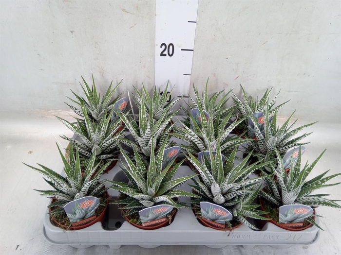 <h4>Haworthia fasciata 'Alba'</h4>