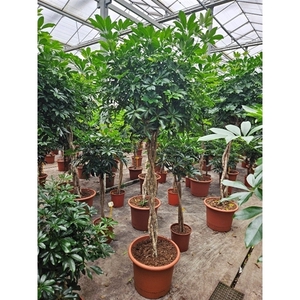 Schefflera arboricola 'Compacta'