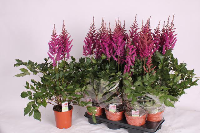 <h4>ASTILBE OVERIG</h4>