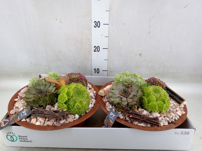 <h4>Arr.  Sempervivum L%</h4>