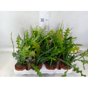 Epiphyllum anguliger