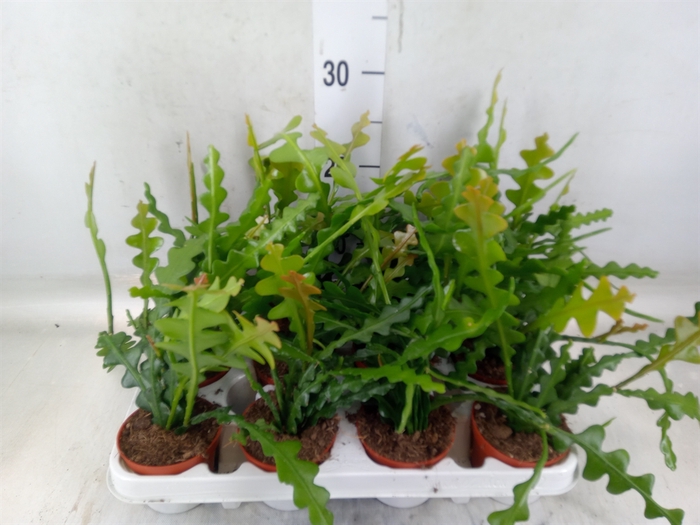 <h4>Epiphyllum anguliger</h4>