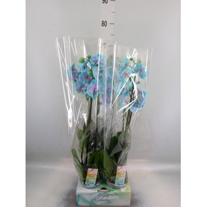 Phalaenopsis   ...