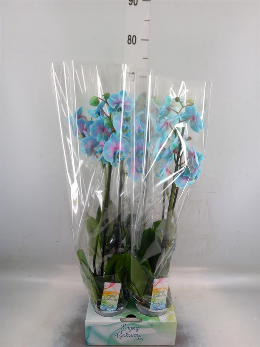 <h4>Phalaenopsis   ...</h4>