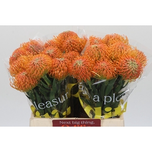 Nutans Ayoba Peach