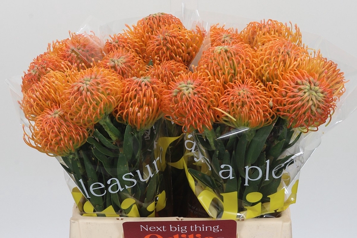 <h4>Nutans Ayoba Peach</h4>