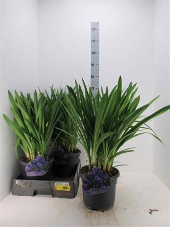 <h4>Agapanthus Dr Brouwer 5+</h4>