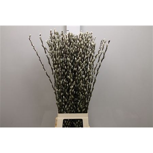 Salix Ca Snow Flake