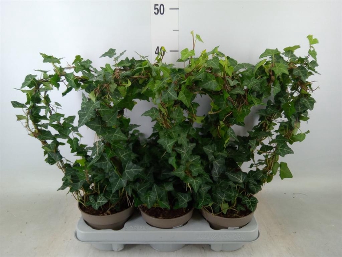 <h4>Hedera   ...green leafed</h4>