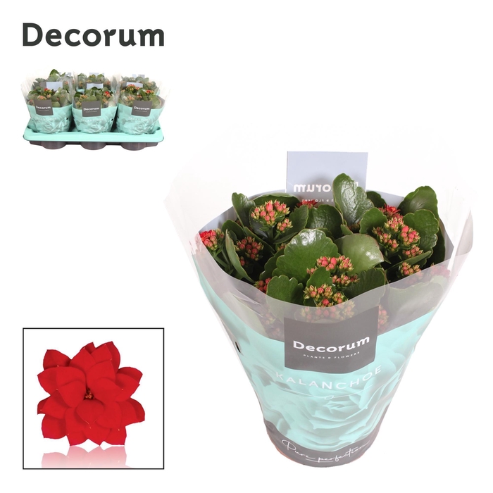 <h4>Kalan Calan Red P15</h4>