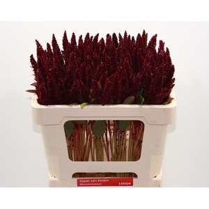 Amaranthus Pygmy Torch Sjaak Van Eden