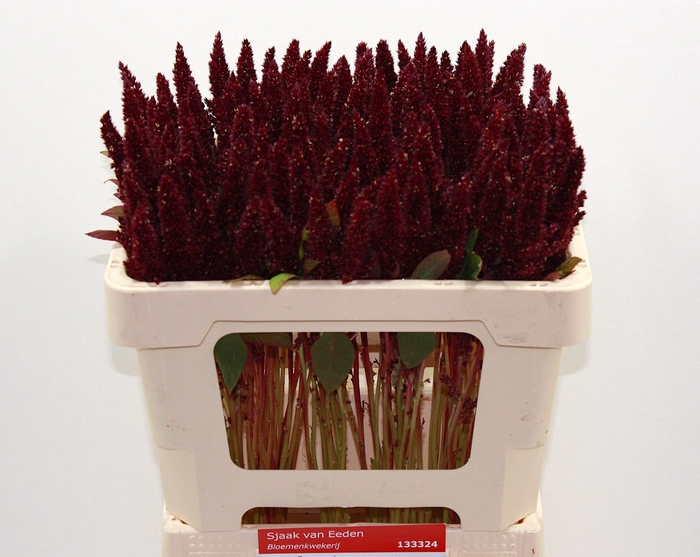 <h4>Amaranthus Pygmy Torch Sjaak Van Eden</h4>