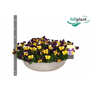 Vio Co Em Yel Pu Jup