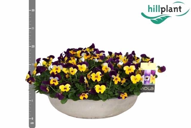 <h4>Vio Co Em Yel Pu Jup</h4>