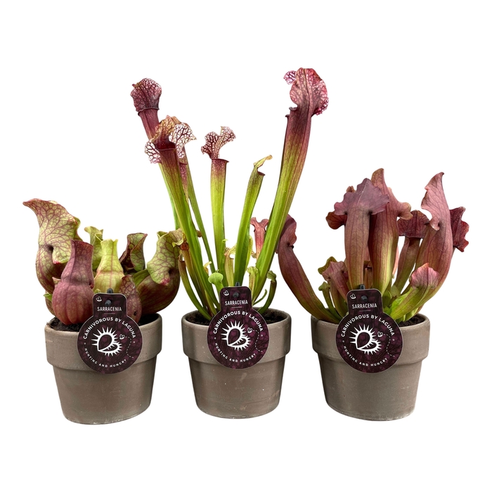 <h4>SARRACENIA OV</h4>