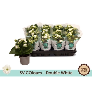 Kalanchoe Double White - Christmas