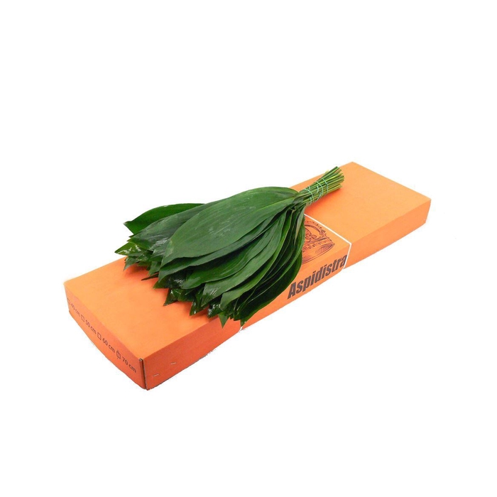 <h4>Aspidistra 70cm Queens</h4>