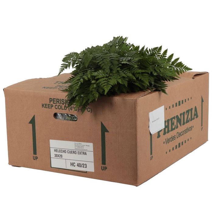 <h4>Lederv. Medium</h4>