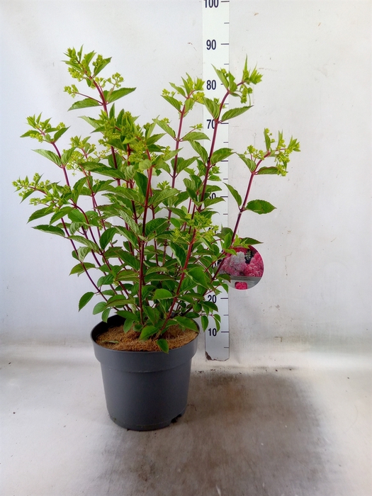 <h4>Hydrangea pan. 'Vanil-Frais'</h4>