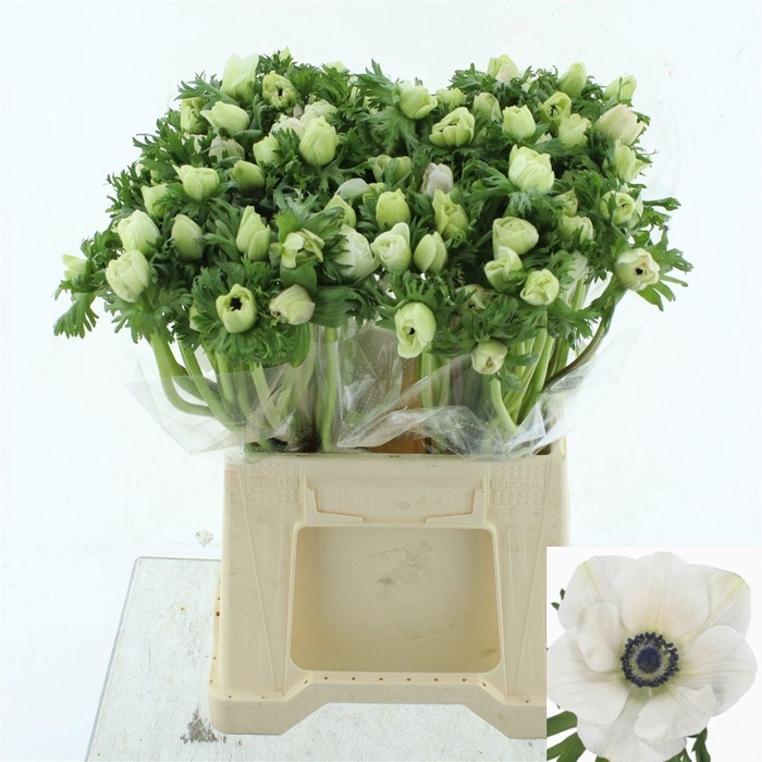 <h4>ANEM CO MAR WHITE</h4>