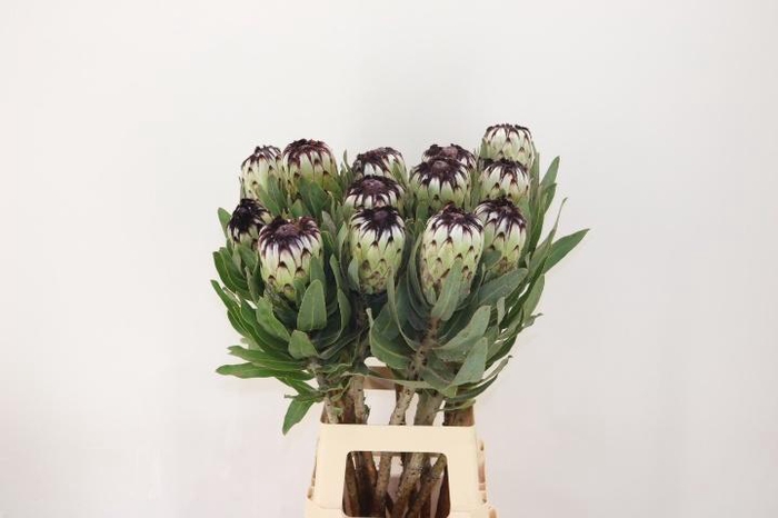 <h4>PROTEA MAG NIOBE</h4>