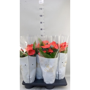 Anthurium andr. 'Delicia'