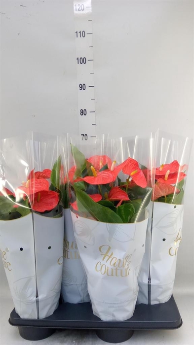 <h4>Anthurium andr. 'Delicia'</h4>