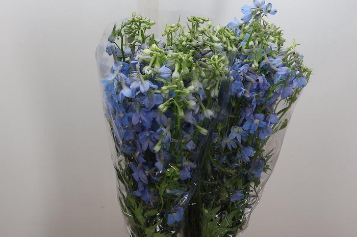 <h4>Delph En Ballkleid</h4>